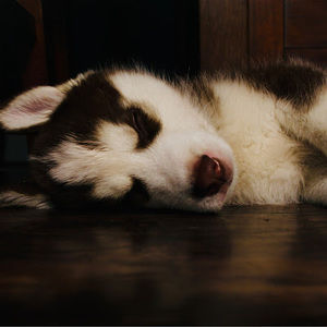 Meet your Posher, Isai